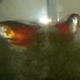 freshwater fish - colisa lalia - dwarf gourami stocking in 35 gallons tank - Dwarf Gouramis