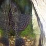 freshwater fish - glyptoperichthys gibbiceps - sailfin pleco (l-83) stocking in 35 gallons tank - Pleco & reflection