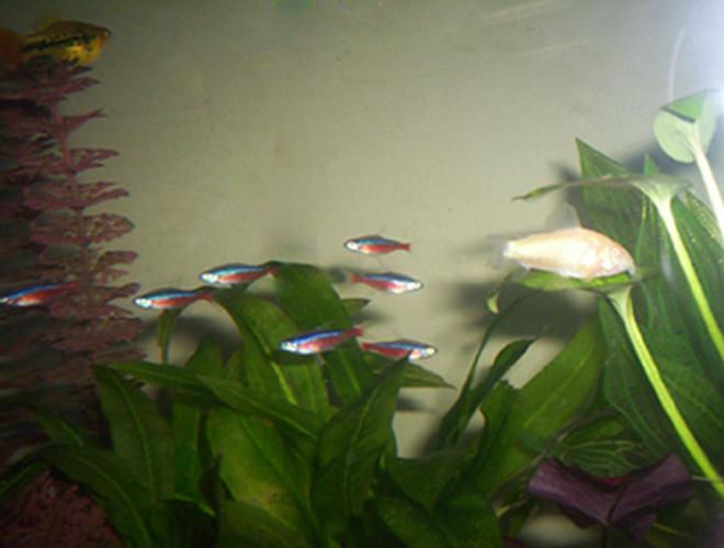 freshwater fish - paracheirodon axelrodi - cardinal tetra stocking in 35 gallons tank - Cardinal Tetras