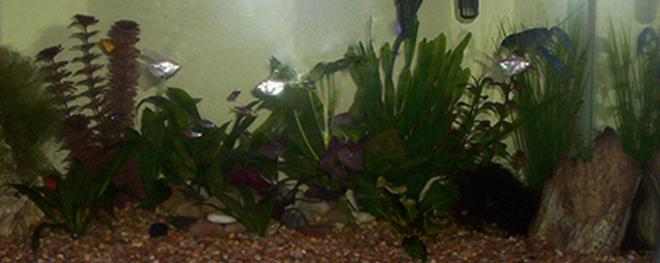 35 gallons planted tank (mostly live plants and fish) - Slowly growing aquarium