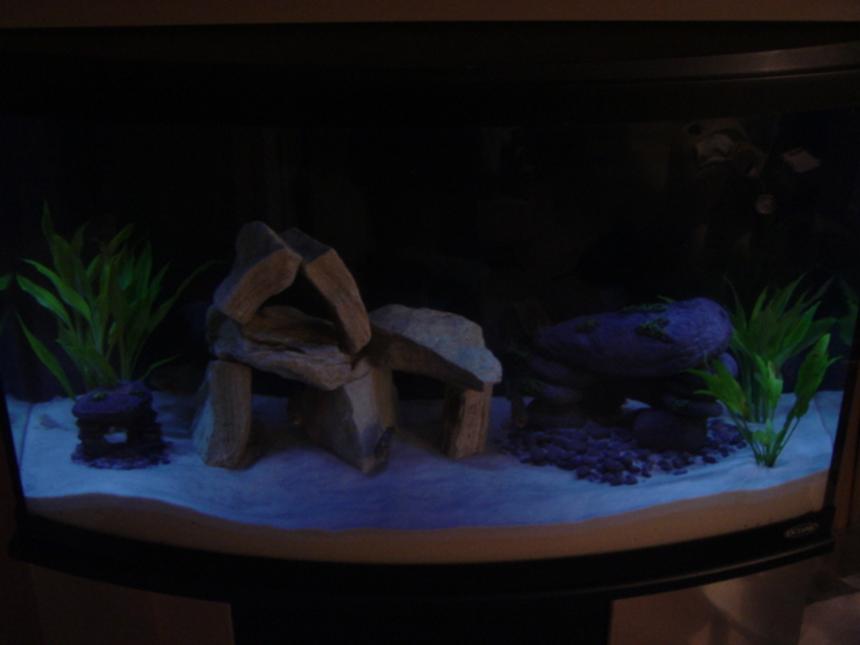Rated #3810: 46 Gallons Freshwater Fish Tank - 46 Gal Bowfront.