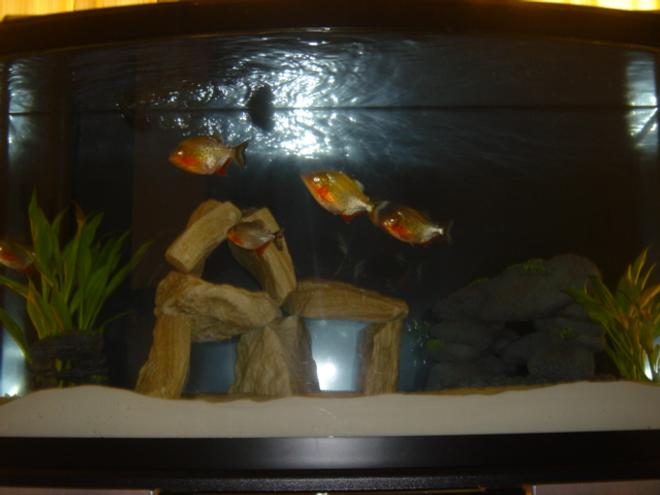 46 gallons freshwater fish tank (mostly fish and non-living decorations) - 46 Gal Bowfront.
