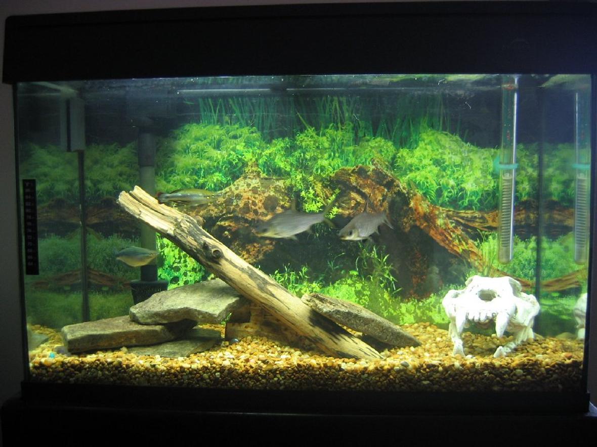 29 gallons freshwater fish tank (mostly fish and non-living decorations) - my 29 gallon eclipse
