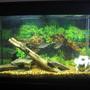 29 gallons freshwater fish tank (mostly fish and non-living decorations) - my 29 gallon eclipse