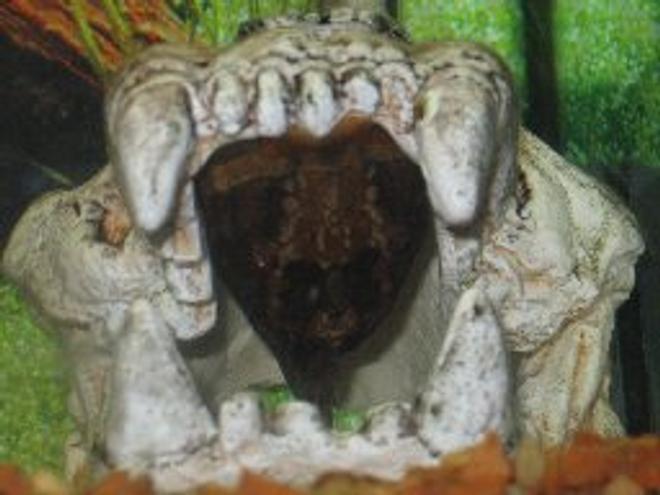 freshwater fish - cochliodon sp. - violet-red bruno pleco stocking in 29 gallons tank - Spike the 8" Violet-Red Bruno (Red Devil) Pleco

He lives upside down inside a jaguar skull most of the time.