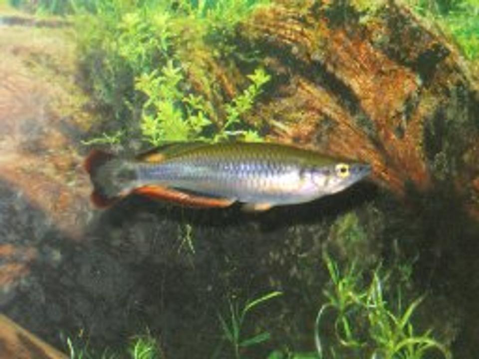 freshwater fish - bedotia gaeyi - madagascan rainbow stocking in 29 gallons tank - 4" Madagascar Rainbow