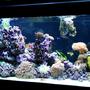 145 gallons reef tank (mostly live coral and fish) - Left view