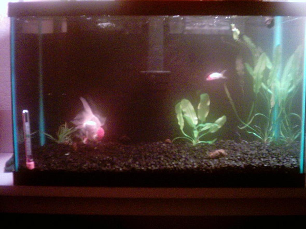 10 gallons freshwater fish tank (mostly fish and non-living decorations) - This picture is taken with a reallyy bad camera. My girlfriend got it for christmas 5 years ago. We're just beginners!!