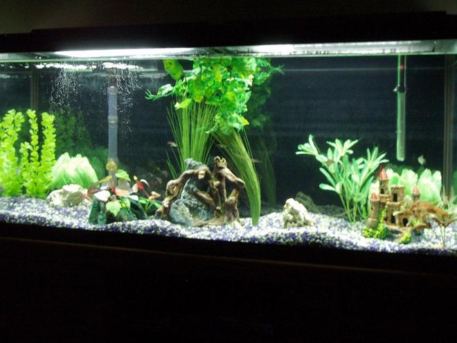 55 gallons planted tank (mostly live plants and fish) - Our First fish tank, hoping to add more plants very soon.
