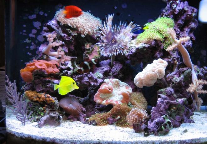 24 gallons reef tank (mostly live coral and fish) - 24 gal nano cube reef n fish