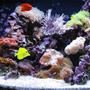 24 gallons reef tank (mostly live coral and fish) - 24 gal nano cube reef n fish