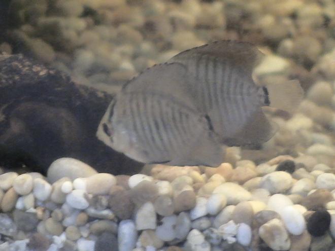 freshwater fish - symphysodon spp. - snakeskin discus stocking in 30 gallons tank - 2 x baby red spotted snakeskin discus picking food off bogwood