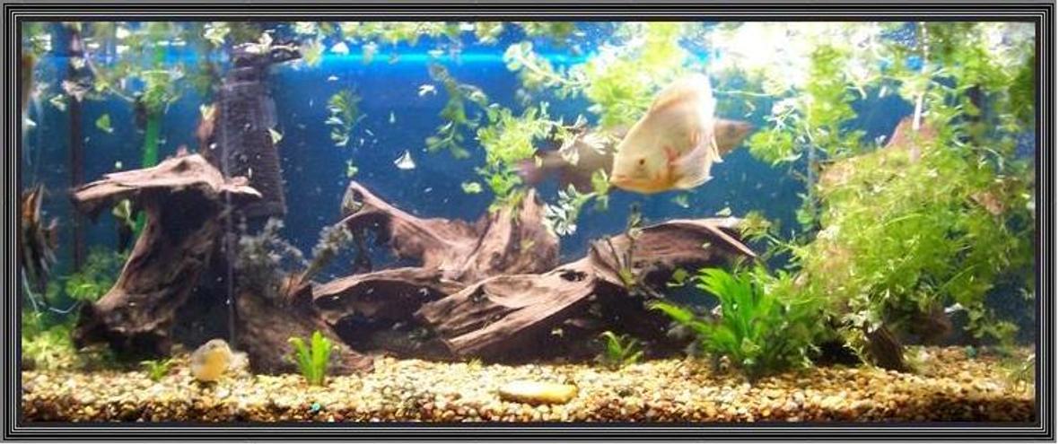 120 gallons freshwater fish tank (mostly fish and non-living decorations) - 75g