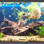 120 gallons freshwater fish tank (mostly fish and non-living decorations) - 75g