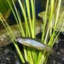 freshwater fish - danio aequipinnatus - giant danio stocking in 125 gallons tank - Danio with the wrong type of plant. Kept the fish got rid of the Mondo Grass