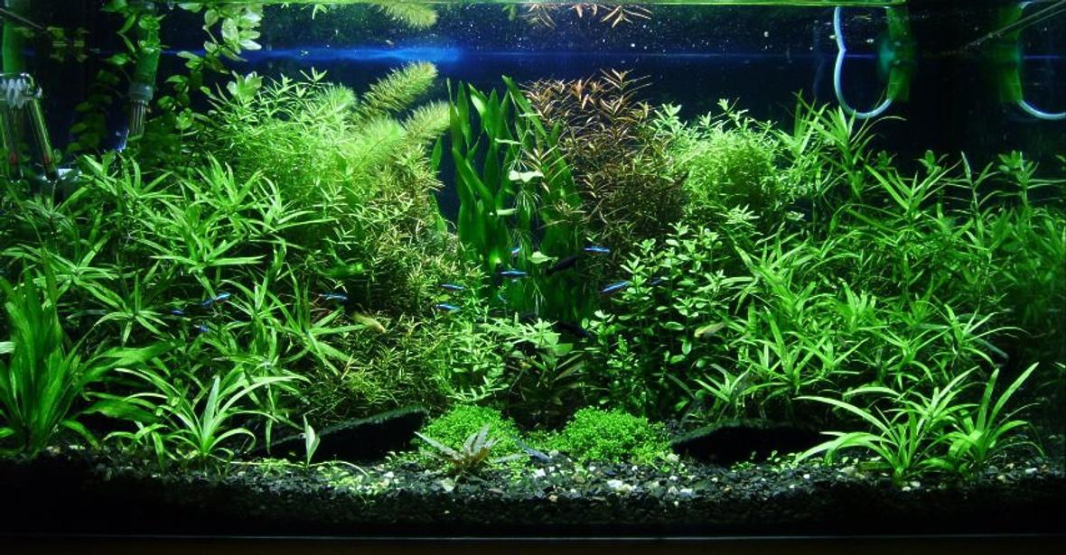 29 gallons planted tank (mostly live plants and fish) - "The dream of insane gardener" bopoco@o2.pl