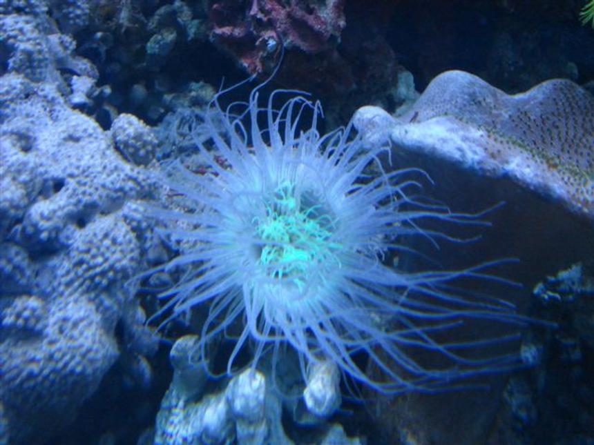 Rated #40: Corals Inverts - Cerianthus Membranacea - Tube Anemone Stocking In 80 Gallons Tank - Giant One with 5 cm diameter and 15 cm long.