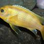 freshwater fish - metriaclima lombardoi - kenyi cichlid stocking in 55 gallons tank - Male Kenyi.