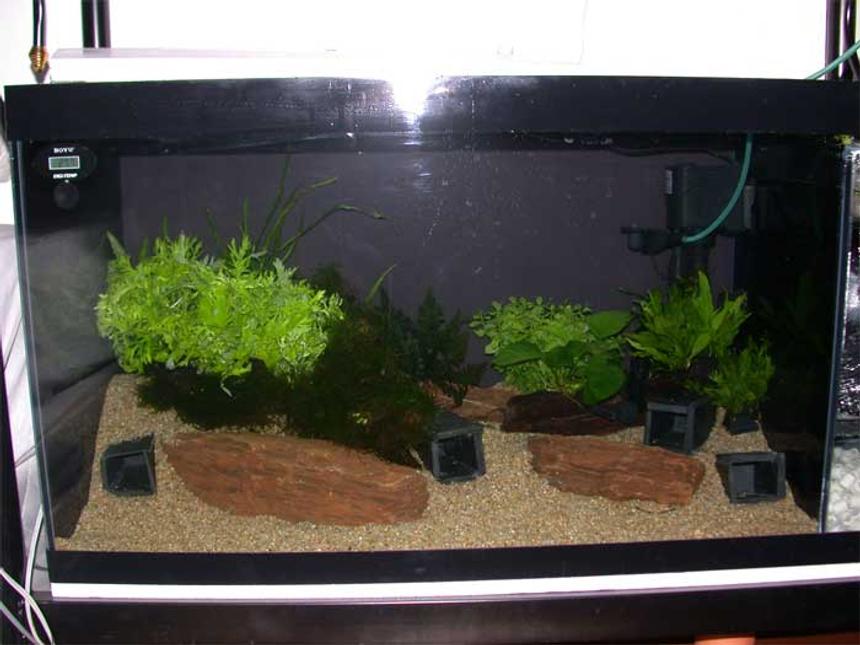 Rated #181: 48 Gallons Planted Tank - my tank