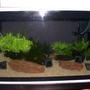 48 gallons planted tank (mostly live plants and fish) - my tank