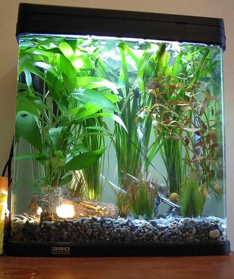 10 gallons planted tank (mostly live plants and fish) - My first tank, lightly planted and a huge learning curve. I've since removed a couple of the cheesier plastic decor items and replaced with some very nice rock formations, an updated picture will follow soon.