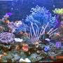 80 gallons reef tank (mostly live coral and fish) - Aqura digit lighting with 150amp and 10K, Korea cooling system, Tunez flow, UV light,