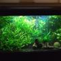 30 gallons planted tank (mostly live plants and fish) - 30 Gallon Planted Tank.