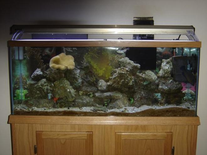 55 gallons saltwater fish tank (mostly fish, little/no live coral) - 55 gal fish onlee