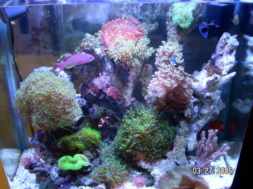 Rated #63: 37 Gallons Reef Tank - This is the latest picture of my  reef tank. It has changed a bit as I removed or added live stock. More color then before.