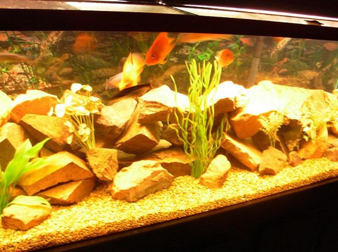 125 gallons freshwater fish tank (mostly fish and non-living decorations) - 125 gallon cichlid tank