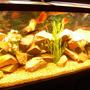 125 gallons freshwater fish tank (mostly fish and non-living decorations) - 125 gallon cichlid tank