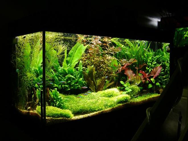 40 gallons planted tank (mostly live plants and fish) - this is the last layout in this tank (Juwel rio180) i am waiting for the current glosso carpet to fill out before posting the current pic. but for the time being here it is with a riccia carpet.