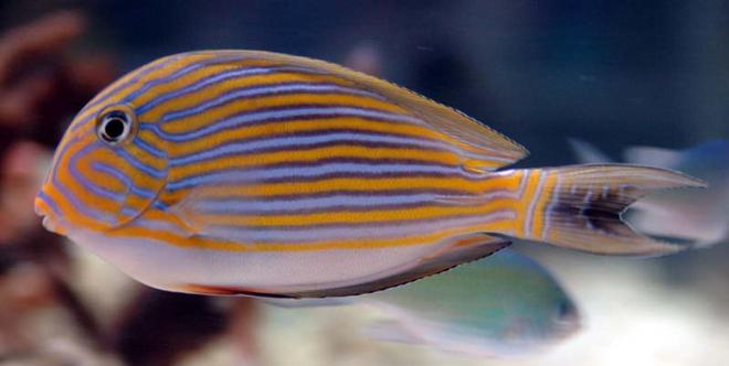 saltwater fish - acanthurus lineatus - clown tang stocking in 375 gallons tank - Clown Tang