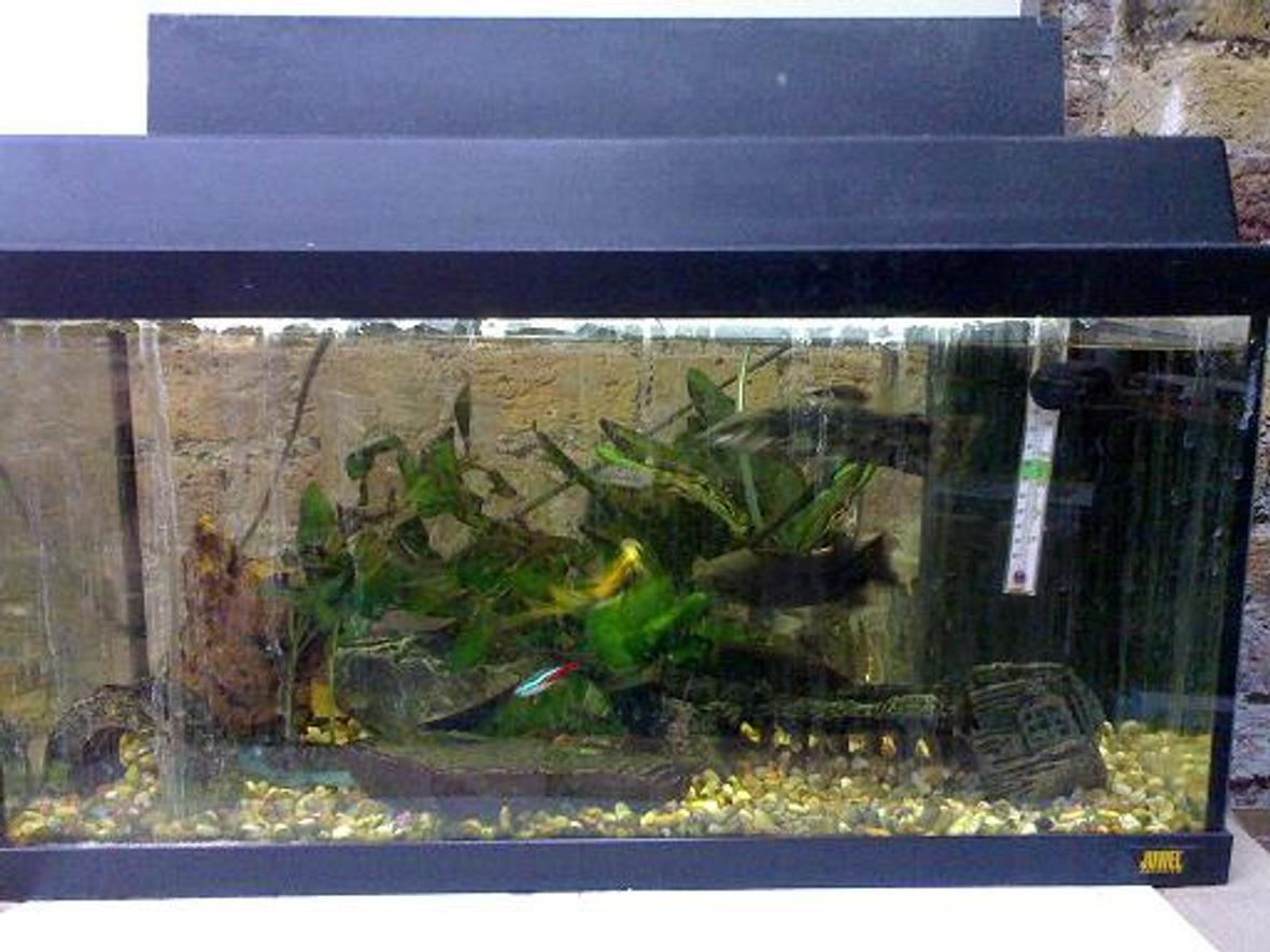 10 gallons freshwater fish tank (mostly fish and non-living decorations) - fish at work