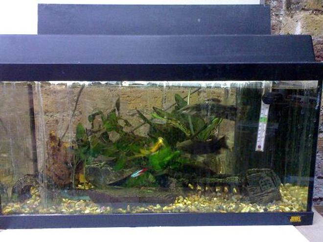 10 gallons freshwater fish tank (mostly fish and non-living decorations) - fish at work