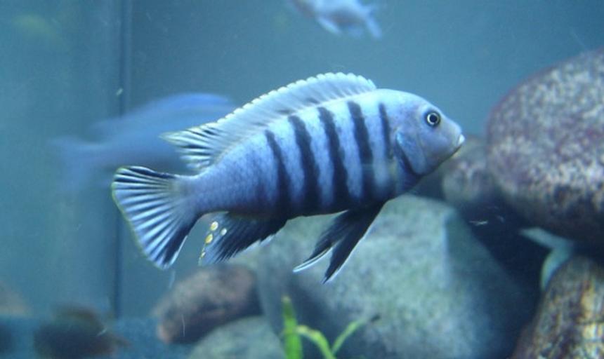 Rated #38: Freshwater Fish - Cynotilapia Afra - Afra Cichlid Stocking In 160 Gallons Tank - extremely dominant cyno afra "white top"