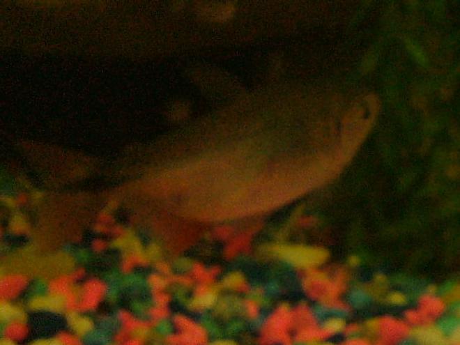 freshwater fish - piaractus brachypomum - red belly pacu stocking in 75 gallons tank - grr