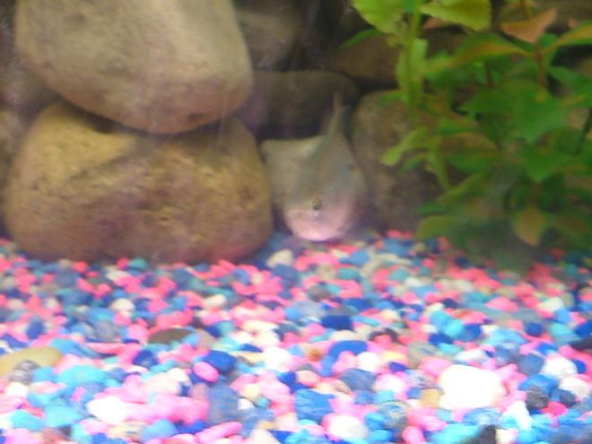 freshwater fish - piaractus brachypomum - red belly pacu stocking in 75 gallons tank - grrr