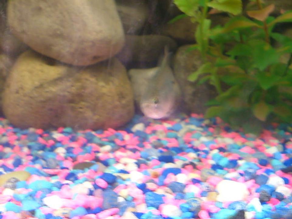 freshwater fish - piaractus brachypomum - red belly pacu stocking in 75 gallons tank - grrr