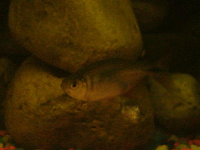 freshwater fish - piaractus brachypomum - red belly pacu stocking in 75 gallons tank - gtttt