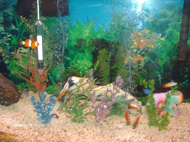 75 gallons saltwater fish tank (mostly fish, little/no live coral) - my first saltwater tank and its about 9 months old and still growing