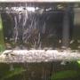 29 gallons freshwater fish tank (mostly fish and non-living decorations) - BABY MOLLIES