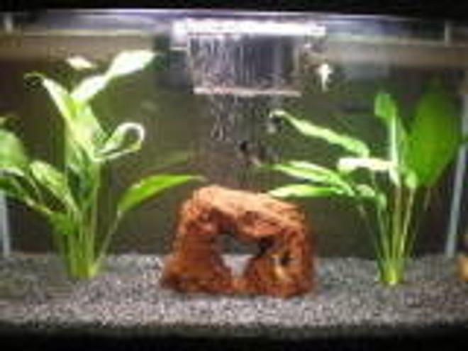 29 gallons freshwater fish tank (mostly fish and non-living decorations) - MY TANK