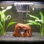 29 gallons freshwater fish tank (mostly fish and non-living decorations) - MY TANK