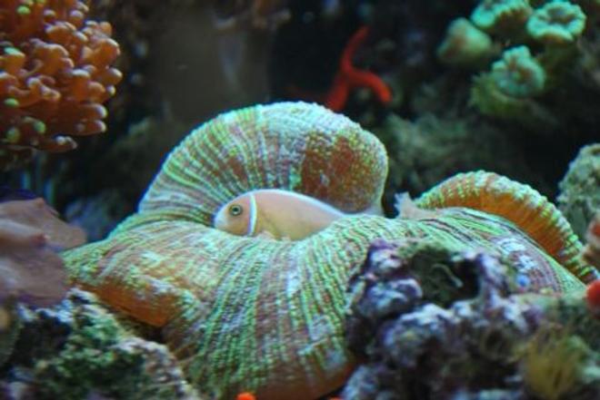 corals inverts - trachyphyllia geoffroyi - brain coral, trachyphyllia stocking in 60 gallons tank - This is where our pink clown usually sleeps at night in our brain coral