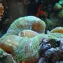 corals inverts - trachyphyllia geoffroyi - brain coral, trachyphyllia stocking in 60 gallons tank - This is where our pink clown usually sleeps at night in our brain coral
