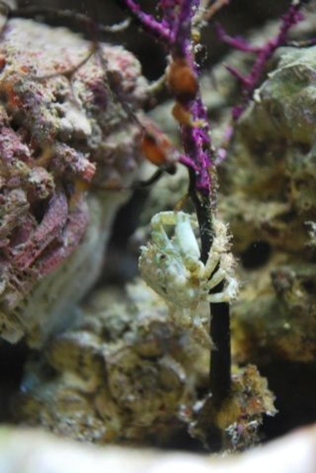 corals inverts - mithrax sculptus - emerald crab stocking in 60 gallons tank - The littlest emerald crab crawling up the fan coral