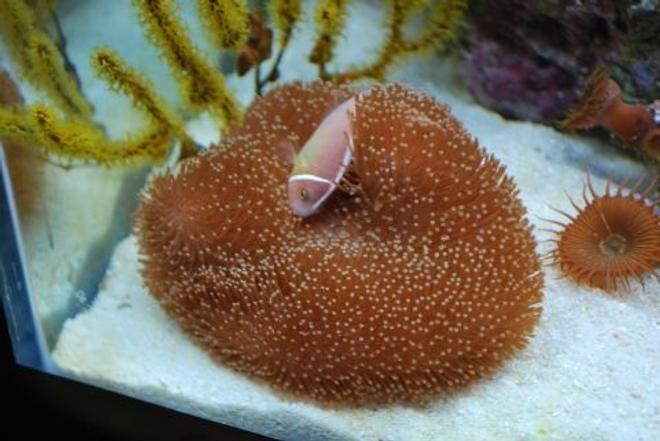 corals inverts - sarcophyton sp. - toadstool mushroom leather coral stocking in 60 gallons tank - Our pink clown taking a breaking from playing lounging in our leather toadstool  coral
