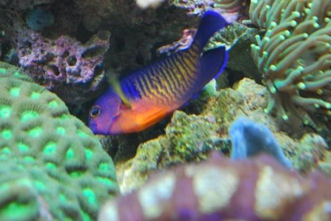 saltwater fish - centropyge bispinosa - coral beauty angelfish stocking in 60 gallons tank - Our coral beauty