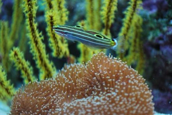 saltwater fish - amblygobius hectori - hector's goby stocking in 60 gallons tank - Gogy hanging out